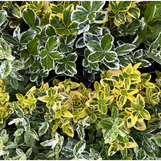 EUONYMUS japonicus D09x24 MIX