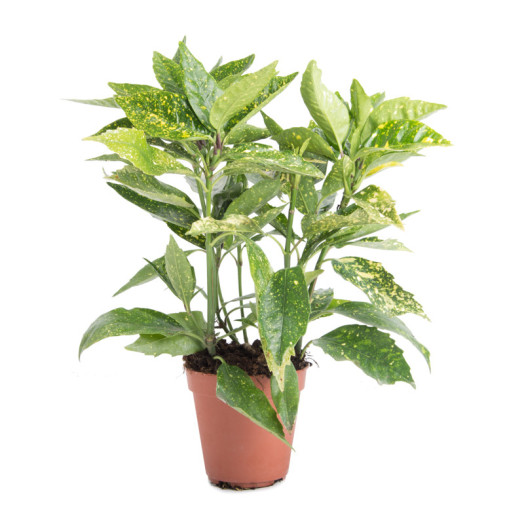 AUCUBA japonica D13 x10