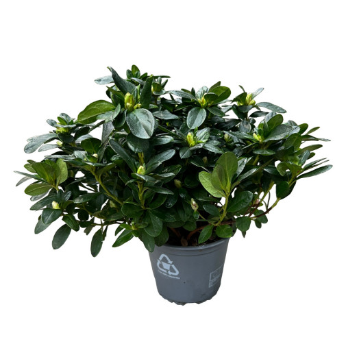 AZALEA indica D14X6 Vogel MIX