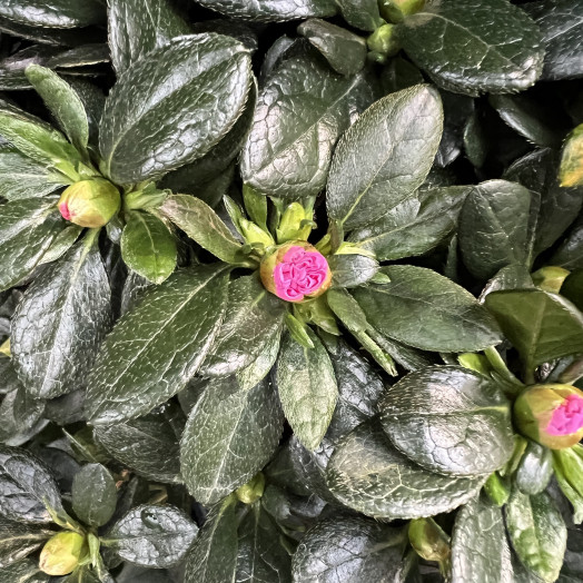 AZALEA indica D14X6 Vogel MIX