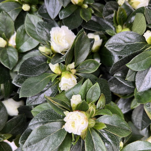 AZALEA indica D14X6 Vogel MIX