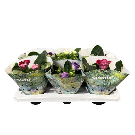 SINNINGIA speciosa D13 X6 Sonata Gloxinia MIX