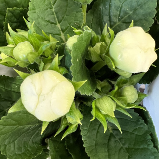 SINNINGIA speciosa D13 X6 Sonata Gloxinia MIX