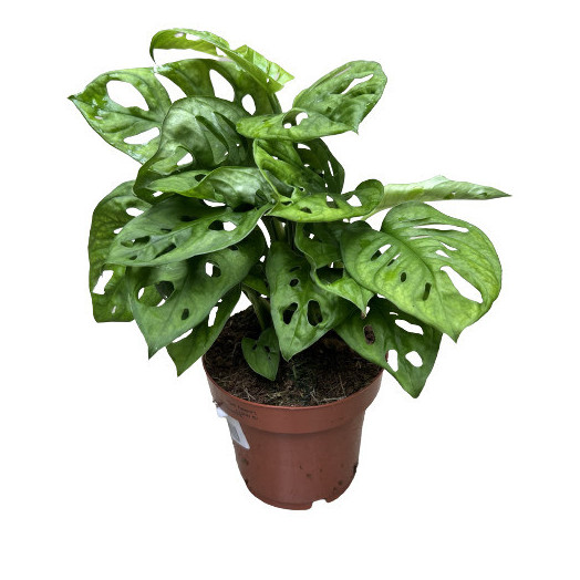 MONSTERA obliqua D12 X8 Leichtlinii