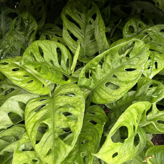 MONSTERA obliqua D12 X8 Leichtlinii