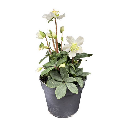 HELLEBORUS niger D15x6 Snow Sparkles