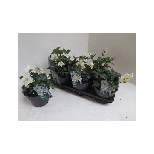 HELLEBORUS niger D15x6 Snow Sparkles