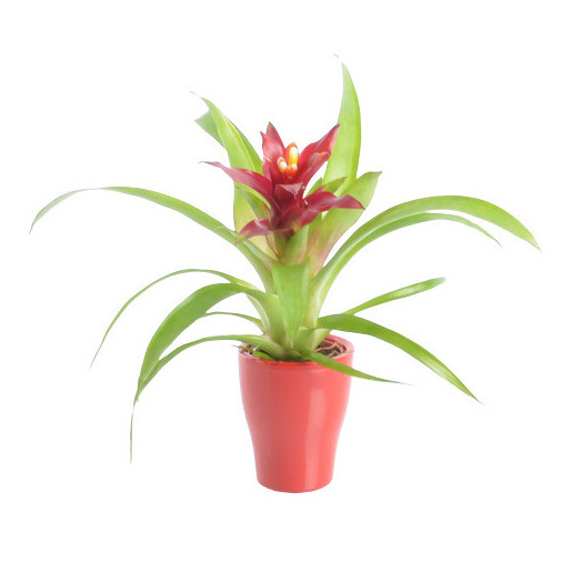 BROMELIA hybride D07C P X20 MIX