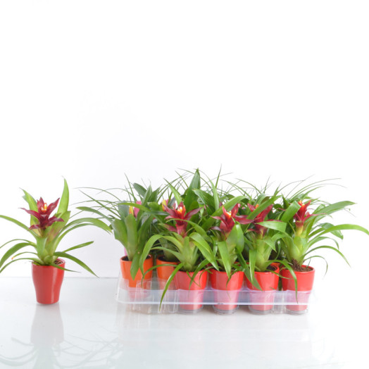 BROMELIA hybride D07C P X20 MIX