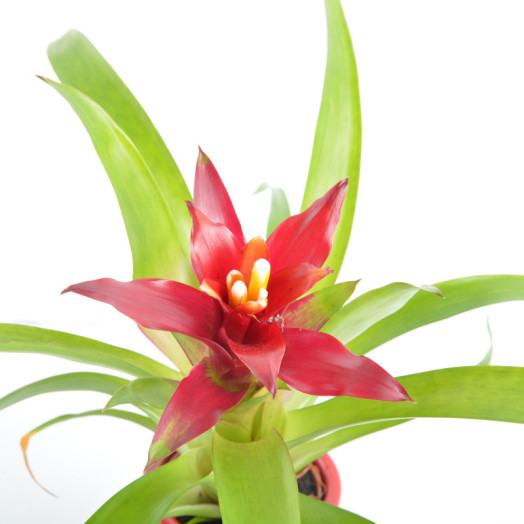 BROMELIA hybride D07C P X20 MIX