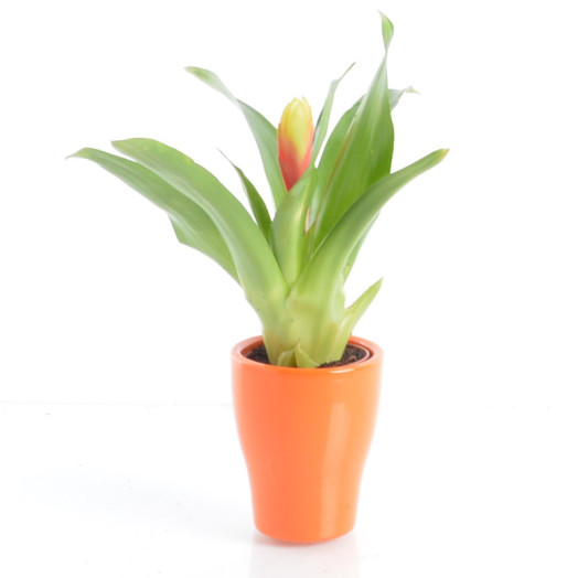 BROMELIA hybride D07C P X20 MIX