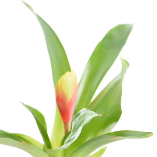 BROMELIA hybride D07C P X20 MIX