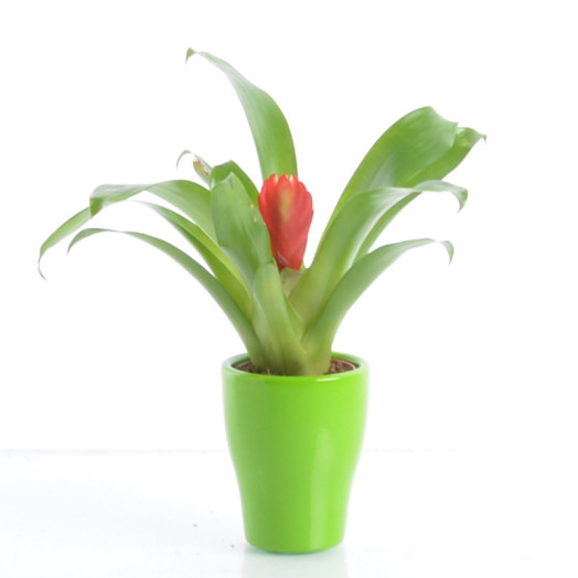 BROMELIA hybride D07C P X20 MIX