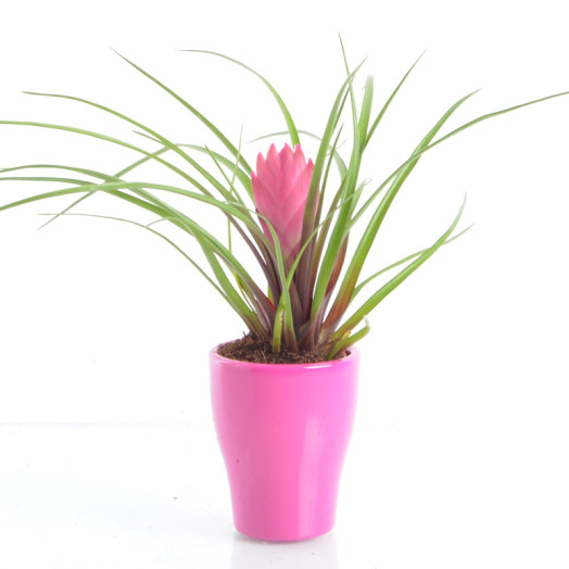 BROMELIA hybride D07C P X20 MIX