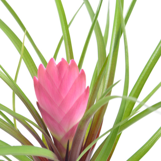 BROMELIA hybride D07C P X20 MIX