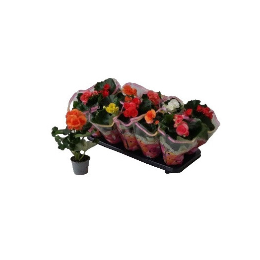BEGONIA elatior D09 X9 MIX