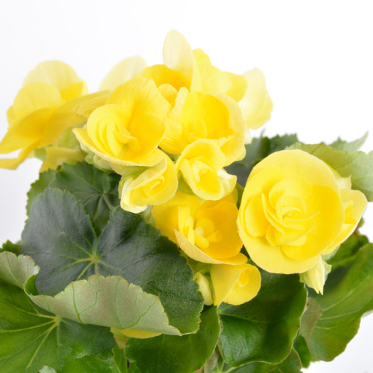 BEGONIA elatior D09 X9 MIX