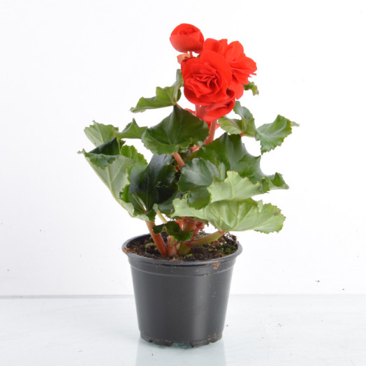 BEGONIA elatior D09 X9 MIX