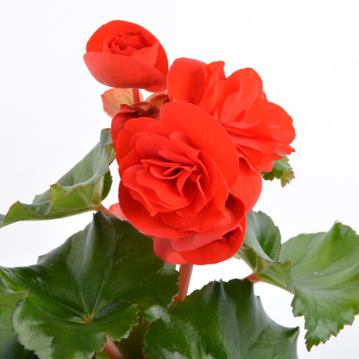 BEGONIA elatior D09 X9 MIX