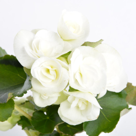BEGONIA elatior D09 X9 MIX