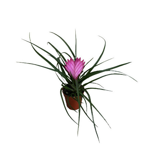 MINI TILLANDSIA cyanea D05.5 X30