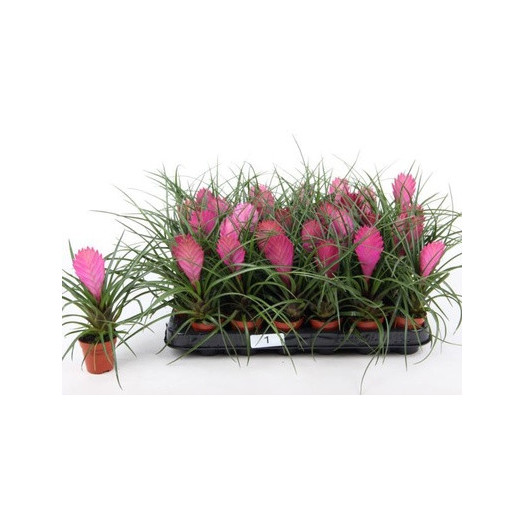 MINI TILLANDSIA cyanea D05.5 X30