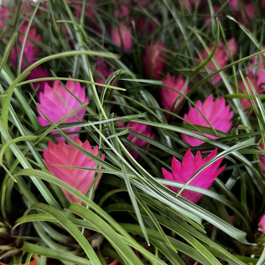 MINI TILLANDSIA cyanea D05.5 X30