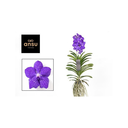 VANDA hybride D15 P X6 BLEU