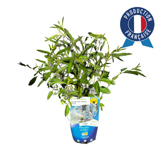 SALVIA uliginosa C02x8