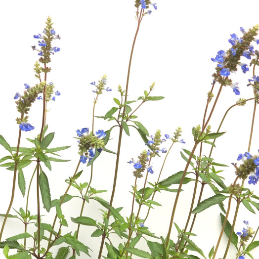 SALVIA uliginosa C02x8
