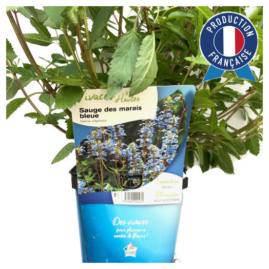 SALVIA uliginosa C02x8