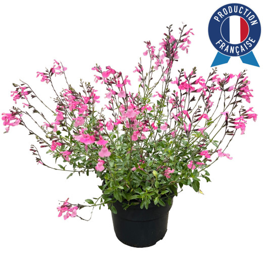SALVIA microphylla C05 Lily Rose