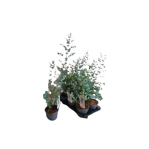 EUCALYPTUS urnigera D23 60-70CM