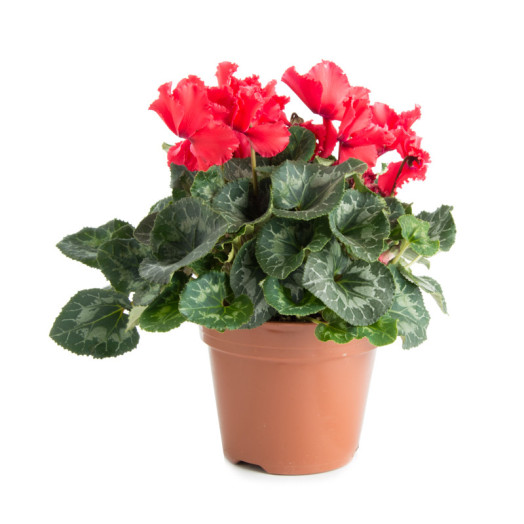 CYCLAMEN persicum D12 x8 Illusia