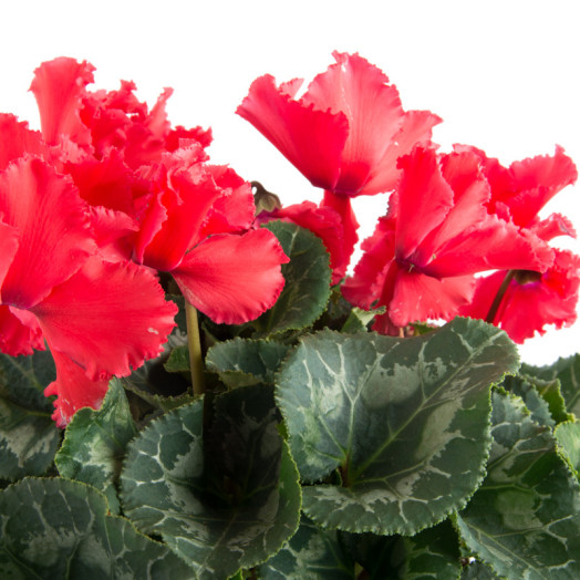 CYCLAMEN persicum D12 x8 Illusia