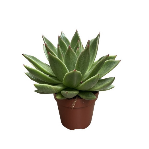 ECHEVERIA hybride D08.5 X8 Miranda