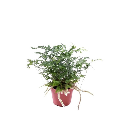 HUMATA tyermanii D12 x6 Fougere patte de lapin