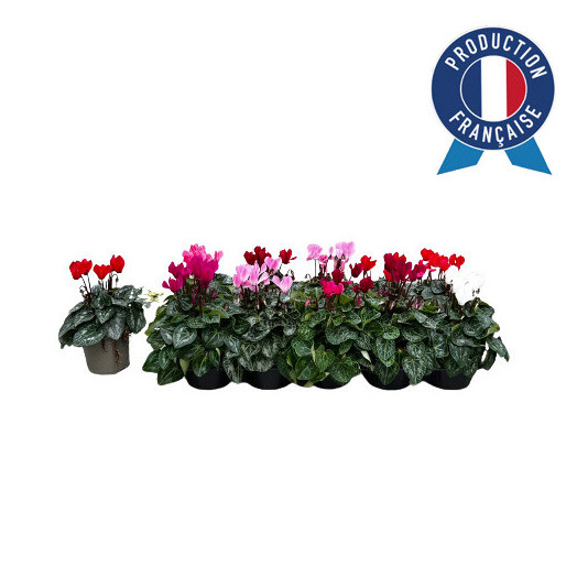 CYCLAMEN persicum D10 Pot Francais 10-15CM