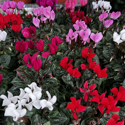 CYCLAMEN persicum D10 Pot Francais 10-15CM
