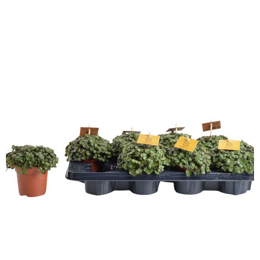 CALLISIA repens D10 P X8 Turtle