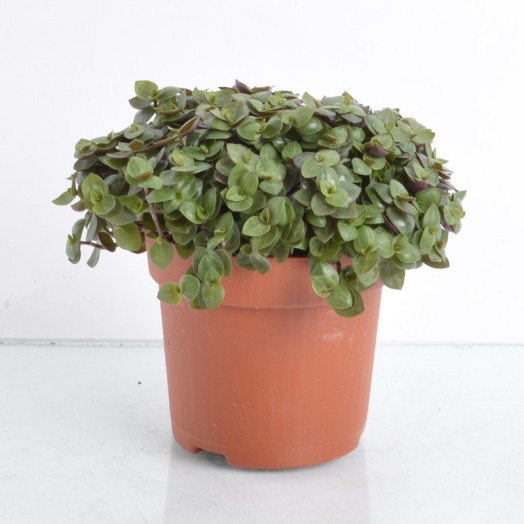 CALLISIA repens D10 P X8 Turtle