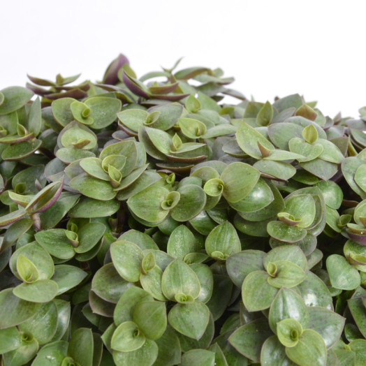 CALLISIA repens D10 P X8 Turtle