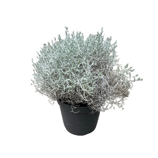 LEUCOPHYTA brownii D23 Calocephalus