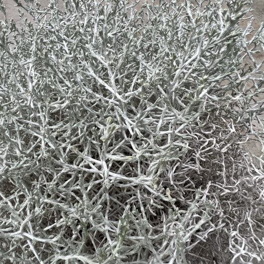LEUCOPHYTA brownii D23 Calocephalus
