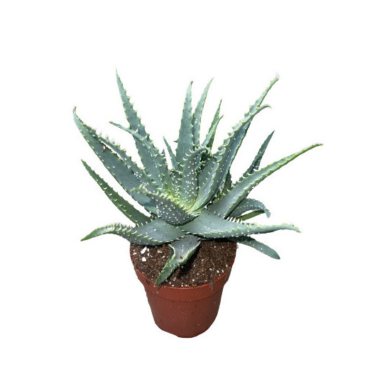 ALOE arborescens D12 X8