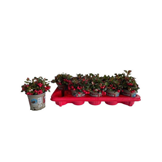 GAULTHERIA procumbens D11X10 ROUGE