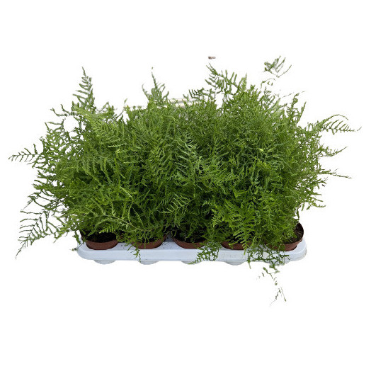 DRYOPTERIS filix-mas D11 X15