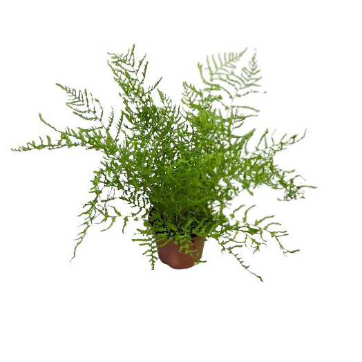 DRYOPTERIS filix-mas D11 X15