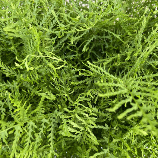 DRYOPTERIS filix-mas D11 X15