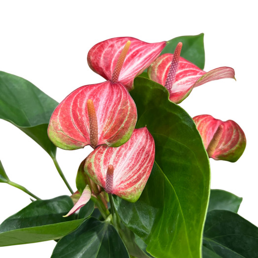 ANTHURIUM andreanum D12 P x6 Livium 40CM